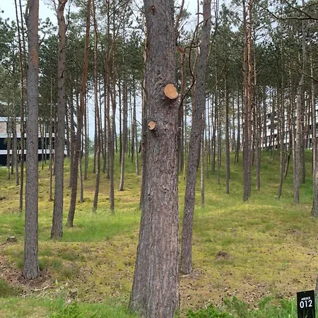 Shellter By The Sea * ロゴボ